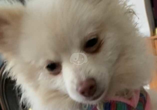 Stunning pomeranian puppy's for sale in Glasgow, Glasgow City - Image 3