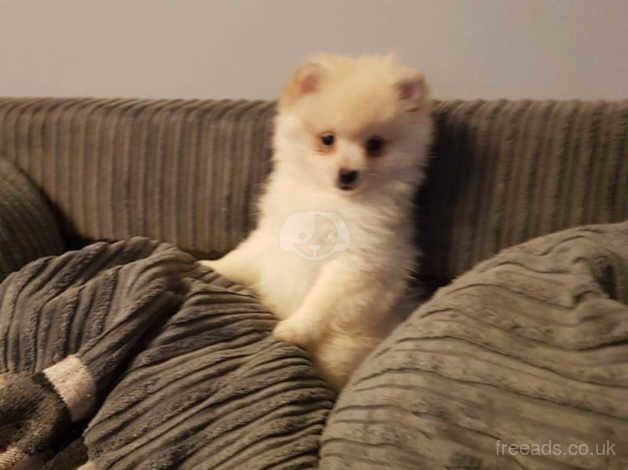 Stunning Registered KC Pomeranian Pups. for sale in Huddersfield, West Yorkshire