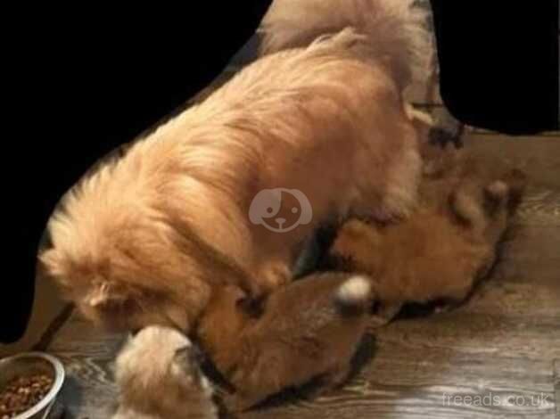 Stunning Registered KC Pomeranian Pups. for sale in Huddersfield, West Yorkshire - Image 2