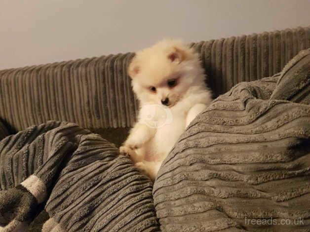 Stunning Registered KC Pomeranian Pups. for sale in Huddersfield, West Yorkshire - Image 3