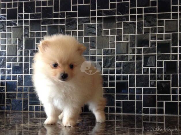 Stunning Registered KC Pomeranian Pups. for sale in Huddersfield, West Yorkshire - Image 4