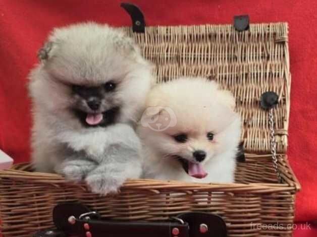 Stunning Registered KC Pomeranian Pups. for sale in Huddersfield, West Yorkshire - Image 5