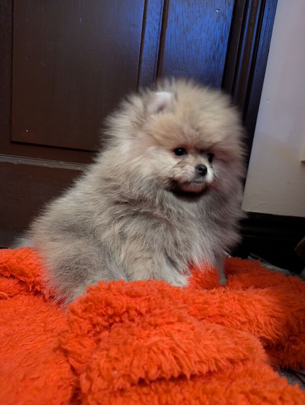 Stunning show quality pomeranians for sale in Bromsgrove, Worcestershire