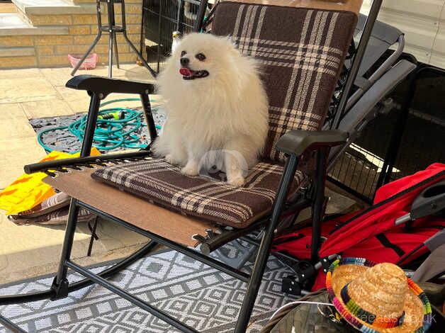 Stunning white pomerainans for sale in Scunthorpe, Lincolnshire