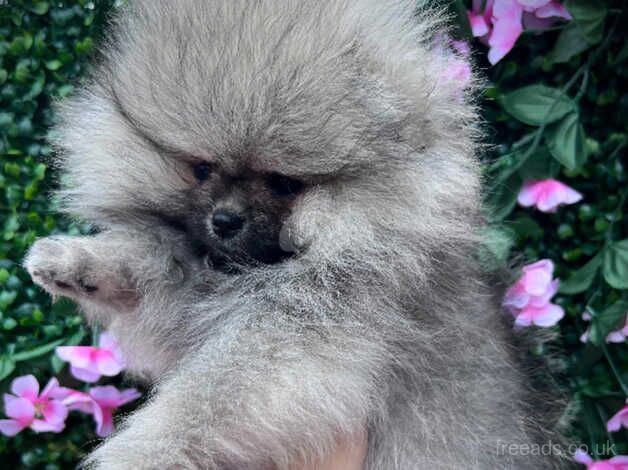 * STUNNING WOLF SABLE BABY GIRL * for sale in Plymouth, Devon