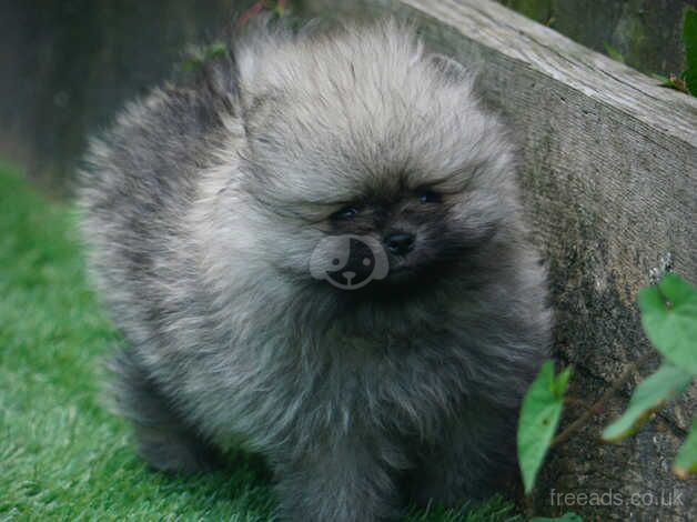 * STUNNING WOLF SABLE BABY GIRL * for sale in Plymouth, Devon - Image 5