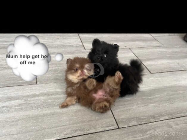 Super tiny Pomeranian puppies for sale in Enfield, Enfield, Greater London - Image 2