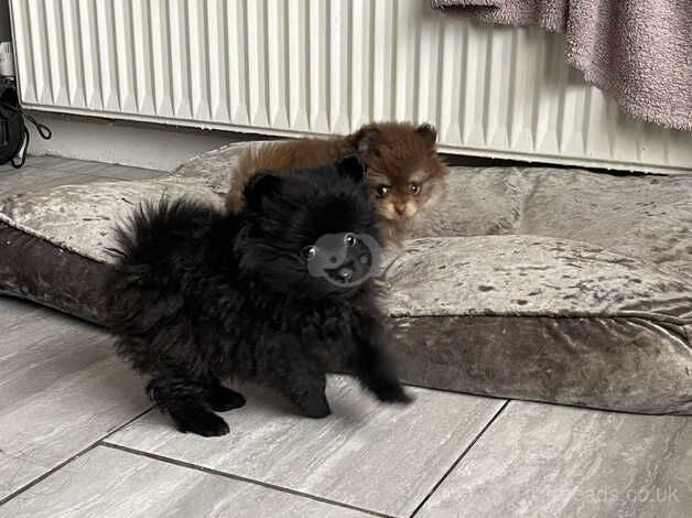 Super tiny Pomeranian puppies for sale in Enfield, Enfield, Greater London - Image 3