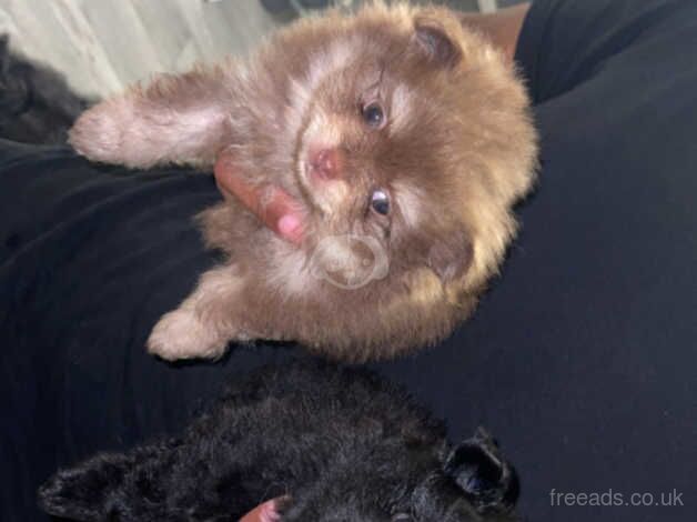 Super tiny Pomeranian puppies for sale in Enfield, Enfield, Greater London - Image 4