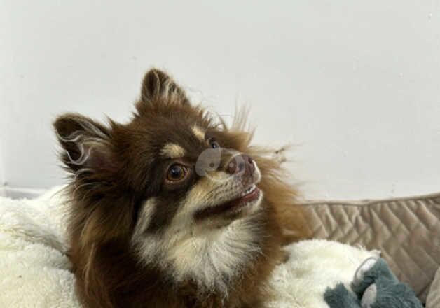 Tan and chocolate Female Pomeranian for sale in Birkenhead, Merseyside