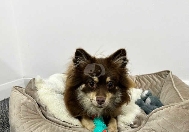 Tan and chocolate Female Pomeranian for sale in Birkenhead, Merseyside - Image 2