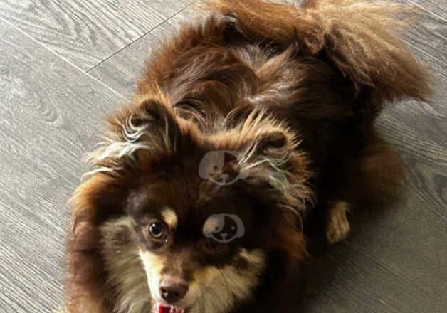 Tan and chocolate Female Pomeranian for sale in Birkenhead, Merseyside - Image 3