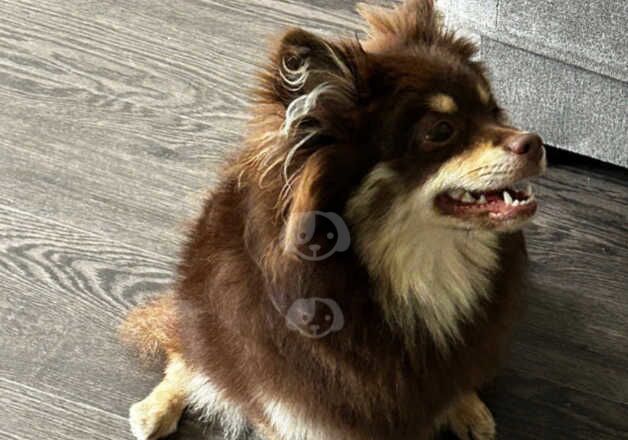 Tan and chocolate Female Pomeranian for sale in Birkenhead, Merseyside - Image 4