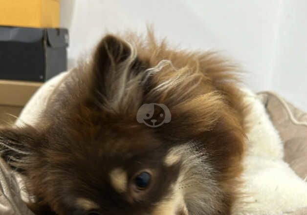 Tan and chocolate Female Pomeranian for sale in Birkenhead, Merseyside - Image 5