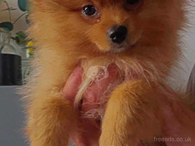 Tea cup merle Pomeranian puppies for sale in Sheffield, South Yorkshire