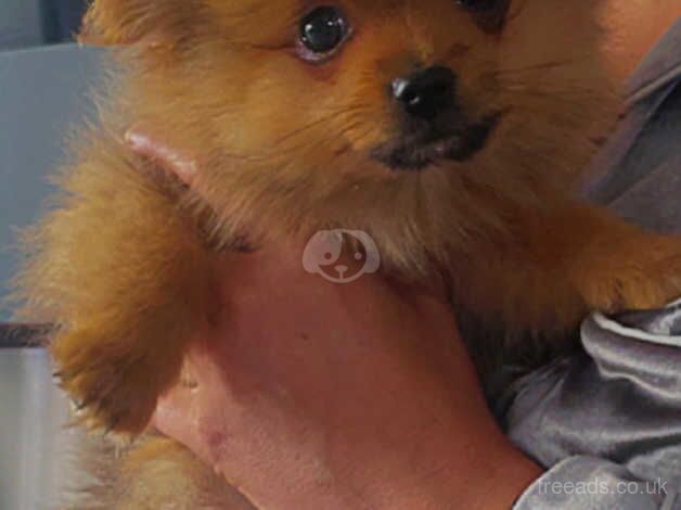 Tea cup merle Pomeranian puppies for sale in Sheffield, South Yorkshire - Image 2