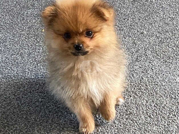 Tea cup merle Pomeranian puppies for sale in Sheffield, South Yorkshire - Image 3