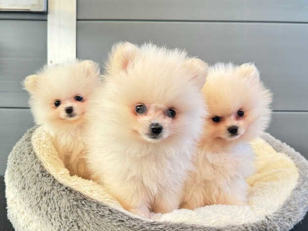 Tea cup Miniature white pomeranian pup boy for sale in Spalding, Lincolnshire