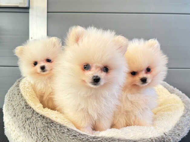 Tea cup Miniature white pomeranian pup boy for sale in Spalding, Lincolnshire - Image 1