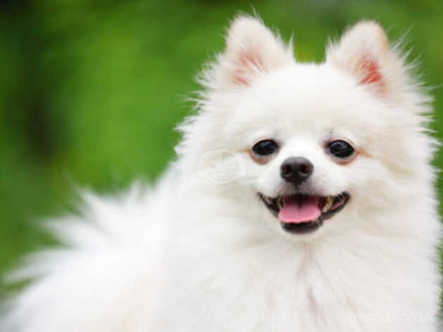 Tea cup Miniature white pomeranian pup boy for sale in Spalding, Lincolnshire - Image 2