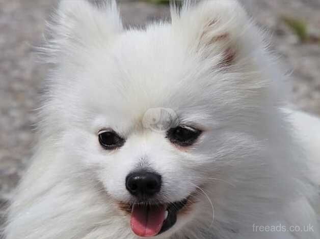 Tea cup Miniature white pomeranian pup boy for sale in Spalding, Lincolnshire - Image 3