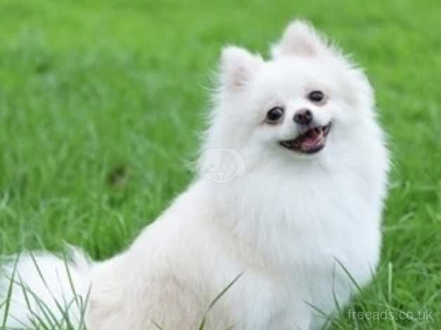 Tea cup Miniature white pomeranian pup boy for sale in Spalding, Lincolnshire - Image 4