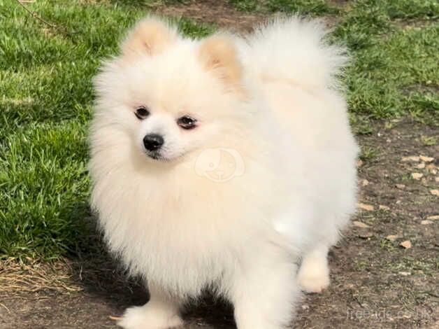 Tea cup Miniature white pomeranian pup boy for sale in Spalding, Lincolnshire - Image 5