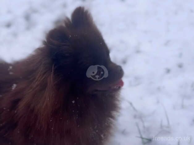 Tea cup Pomeranian for sale in St Helen's, South Yorkshire - Image 2