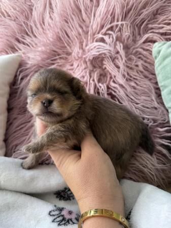 Tea cup Pomeranian puppies for sale in Chichester, West Sussex