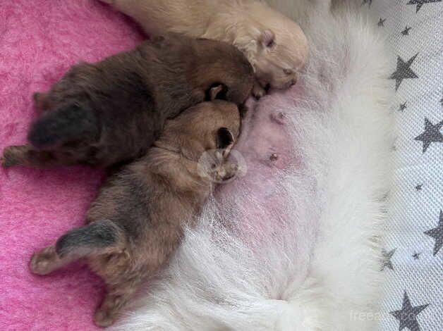 Tea cup Pomeranian puppies after tiny parents for sale in Chichester, West Sussex - Image 1