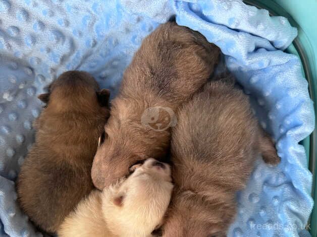 Tea cup Pomeranian puppies after tiny parents for sale in Chichester, West Sussex - Image 2