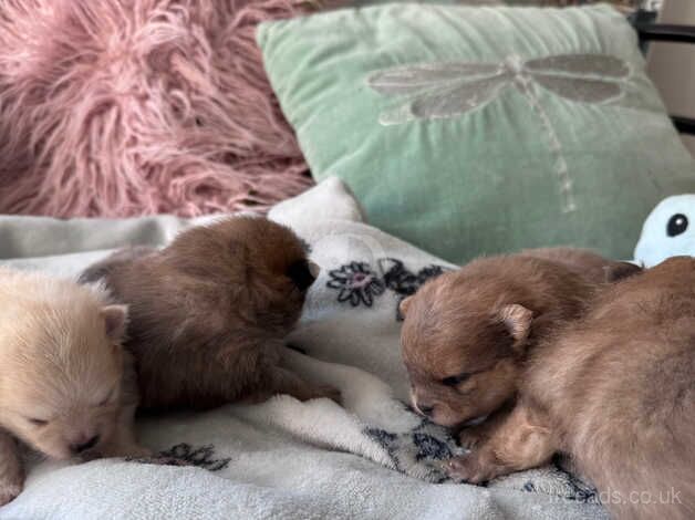 Tea cup Pomeranian puppies after tiny parents for sale in Chichester, West Sussex - Image 3