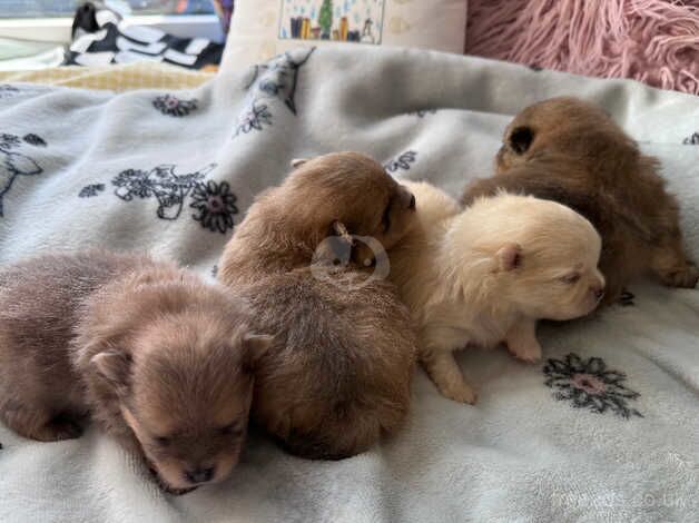 Tea cup Pomeranian puppies after tiny parents for sale in Chichester, West Sussex - Image 4