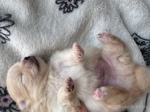 Tea cup Pomeranian puppies after tiny parents for sale in Chichester, West Sussex - Image 5