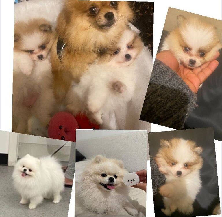 Tea cup Pomeranians male / female for sale in Hornsey, Greater London - Image 3