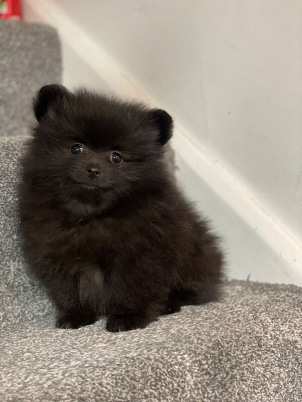 Tea cup Russian pomeranian male for sale in Rotherham, South Yorkshire