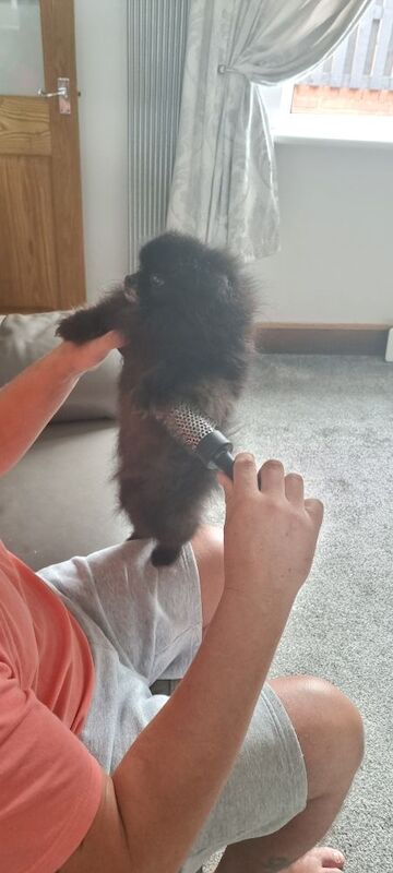 Tea cup Russian pomeranian male for sale in Rotherham, South Yorkshire - Image 2