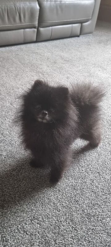 Tea cup Russian pomeranian male for sale in Rotherham, South Yorkshire - Image 3