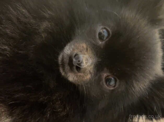 Teacup black Pomeranian for sale in Lytham St. Annes, Lancashire