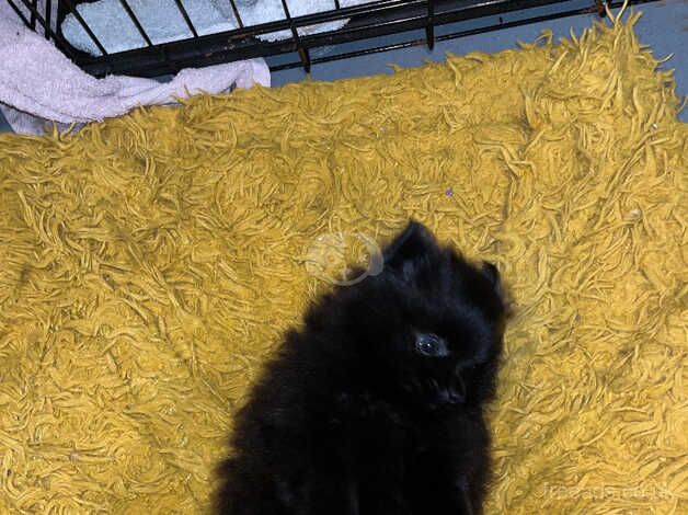 Teacup black Pomeranian for sale in Lytham St. Annes, Lancashire - Image 4