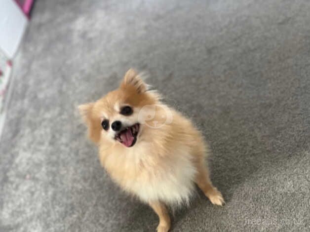 Teacup Pomeranian for sale in Pevensey, East Sussex