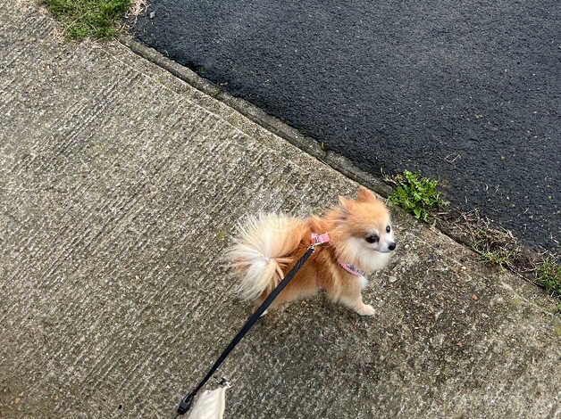 Teacup Pomeranian for sale in Pevensey, East Sussex - Image 5