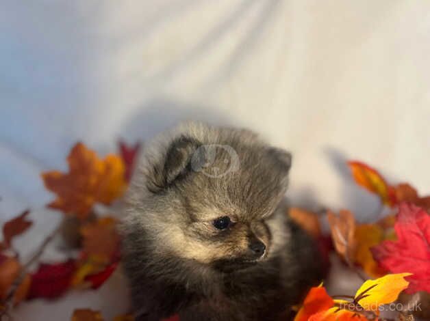 Pomeranians for sale in Calne, Wiltshire