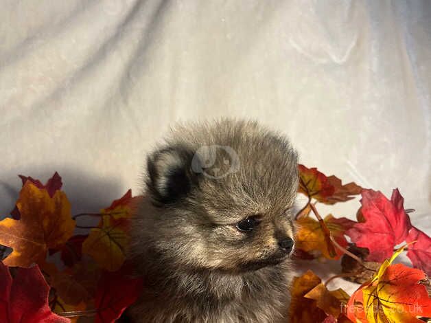 Pomeranian Puppies for sale in Wiltshire