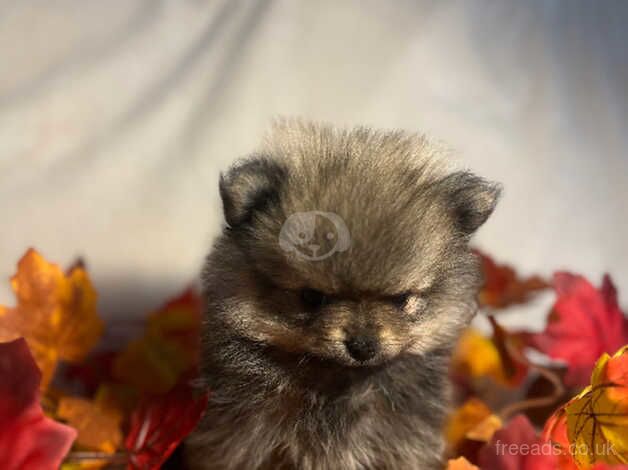 Pomeranian Puppies for sale