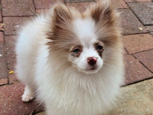 Teacup shandy&white male FULLY VACCINATED READY NOW for sale in Lincoln, Lincolnshire