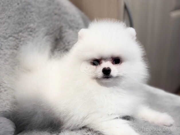 Teddy bear face Pomeranian boy kennel club registered for sale in London