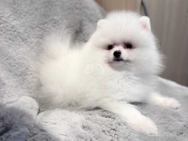 Teddy bear face Pomeranian boy kennel club registered for sale in London - Image 2