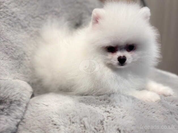 Teddy bear face Pomeranian boy kennel club registered for sale in London - Image 3