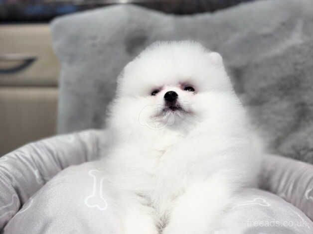 Teddy bear face Pomeranian boy kennel club registered for sale in London - Image 5